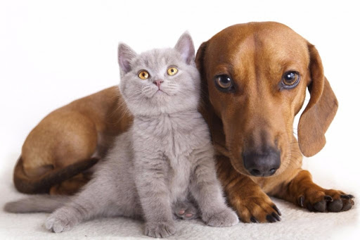 20200206animaliaffezione